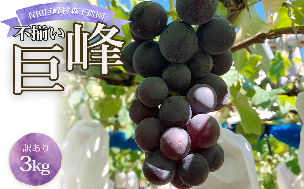数量限定&nbsp;訳あり&nbsp;不揃い&nbsp;有田産&nbsp;巨峰&nbsp;約&nbsp;3kg&nbsp;有田&nbsp;巨峰村&nbsp;森下農園&nbsp;ぶどう&nbsp;送料無料&nbsp;フルーツ