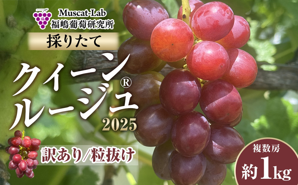 2025&nbsp;&nbsp;クイーンルージュ®　【訳あり粒抜け】　複数房　約1kg弱【10月初旬頃～順次発送予定】　長野県産　国際特許有機肥料栽培　
