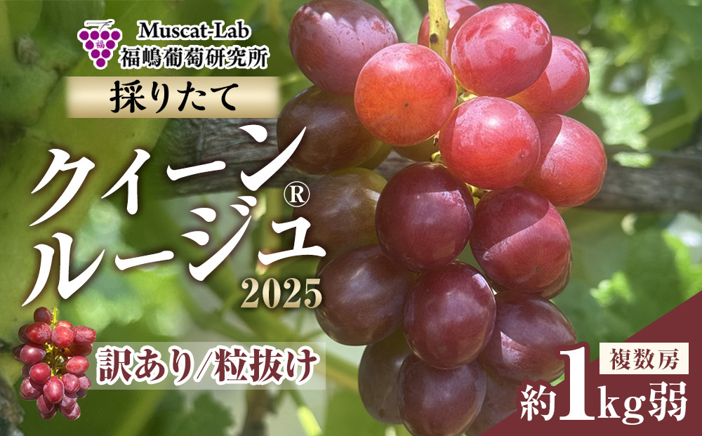2025&nbsp;&nbsp;クイーンルージュ®　【訳あり粒抜け】　複数房　約1kg弱【10月初旬頃～順次発送予定】　長野県産　国際特許有機肥料栽培　