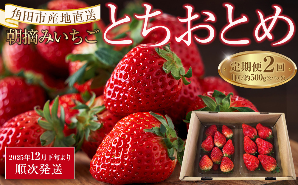 【定期便2回】【角田市産地直送】朝摘みいちご「とちおとめ」合計約500g（250g×2パック）