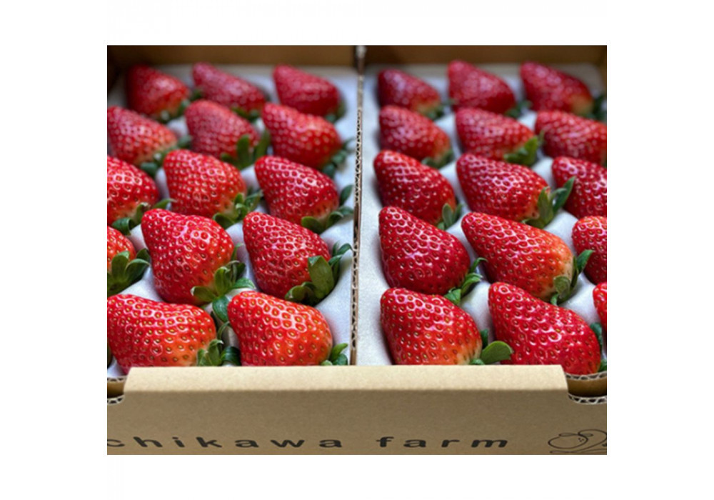 【先行予約】農園厳選&nbsp;静岡いちご2パック（約900g／すず・おいCベリー・紅ほっぺ）（冷蔵&nbsp;苺&nbsp;フルーツ）