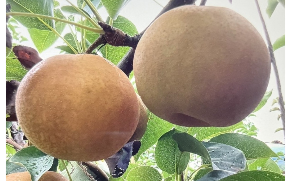 【先行予約】訳あり&nbsp;数量限定&nbsp;鳥取県産”新甘泉（しんかんせん）&nbsp;約5kg&nbsp;（10～18玉）≪2026年9月中旬頃出荷≫【梨&nbsp;フルーツ&nbsp;果物&nbsp;くだもの&nbsp;訳アリ&nbsp;旬&nbsp;国産&nbsp;新鮮&nbsp;人気&nbsp;おすすめ&nbsp;鳥取県&nbsp;琴浦町&nbsp;送料無料】