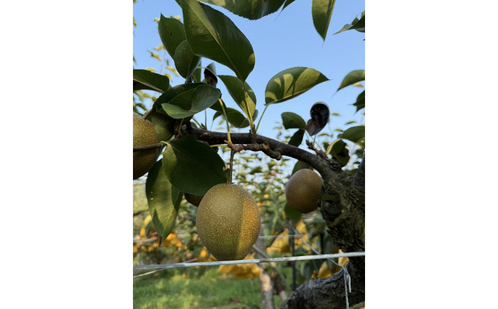 訳あり 数量限定 鳥取県産”王秋梨（おうしゅうなし）” 約5kg （7～15玉）≪2025年11月中旬頃出荷≫