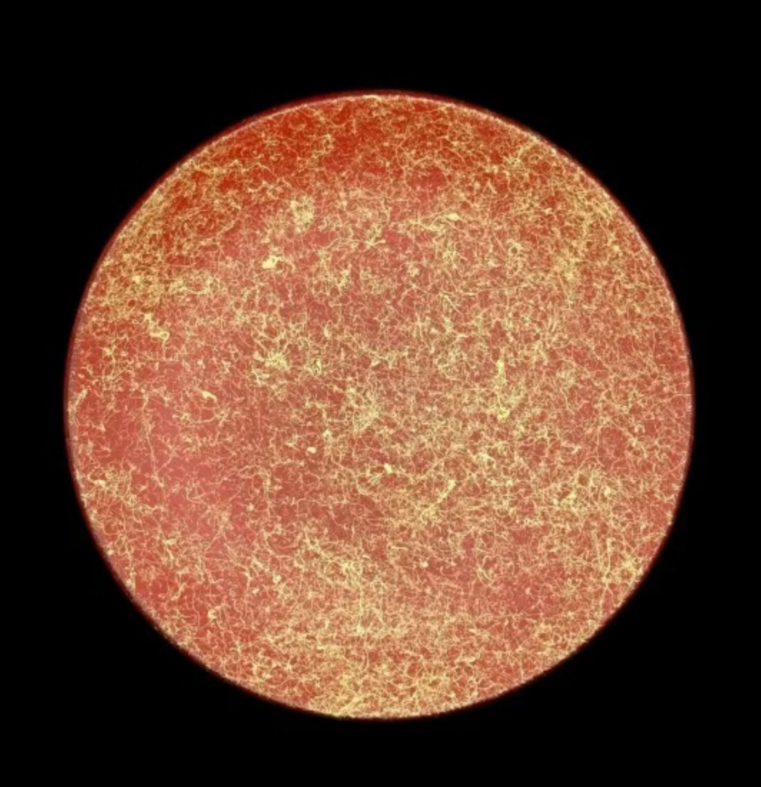 フラットプレート(D) 乱糸(マット仕上げ)本朱［NF106］