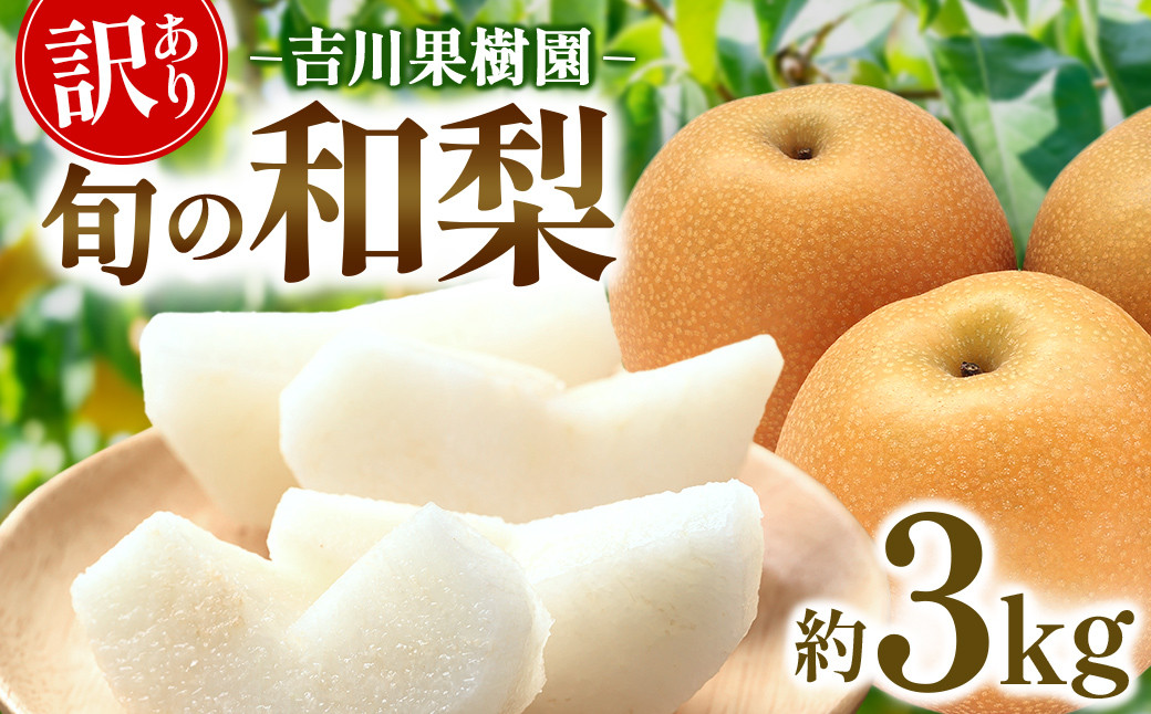 【先行予約（2026年発送分）】【訳あり】旬の和梨　約３kg【吉川果樹園】｜梨&nbsp;ナシ&nbsp;こだわりの梨&nbsp;フルーツ&nbsp;果物&nbsp;旬の梨&nbsp;宮城県角田市&nbsp;約3kg