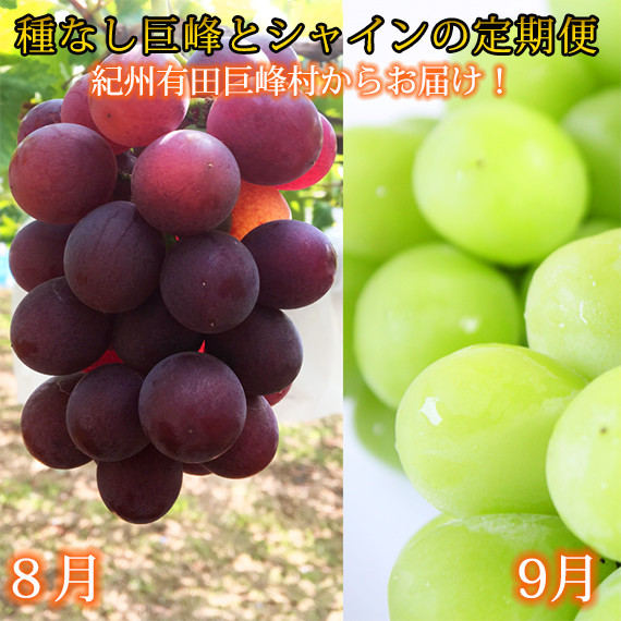 定期便 8・9月発送 紀州有田産旬のぶどうセット（種なし巨峰・シャインマスカット）