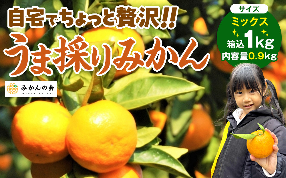みかん&nbsp;うま採り&nbsp;箱込約&nbsp;1kg（内容量0.9kg）&nbsp;光センサー選別&nbsp;みかんの会厳選&nbsp;サイズミックス&nbsp;和歌山県産&nbsp;産地直送&nbsp;【みかんの会】［2025年11月中旬より順次出荷予定］