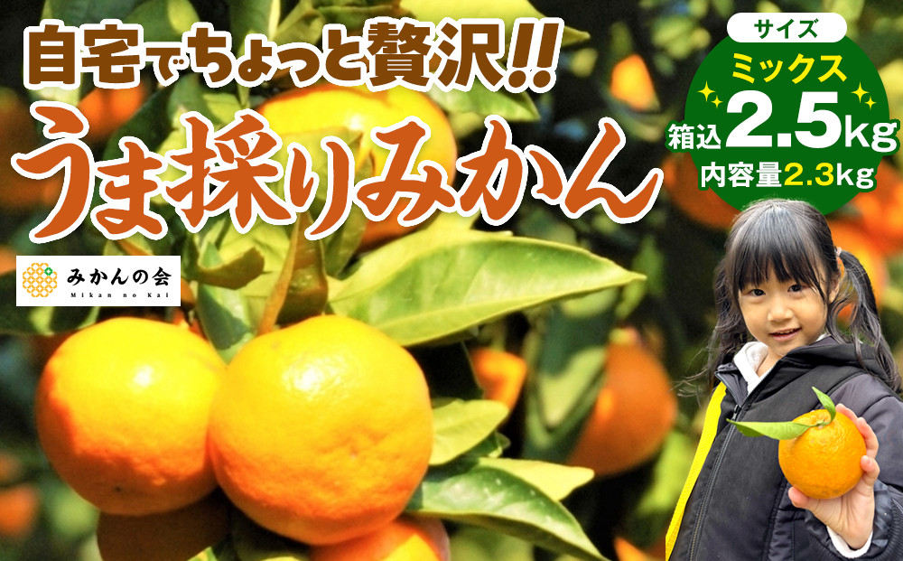 みかん&nbsp;うま採り&nbsp;箱込約&nbsp;2.5kg（内容量2.3kg）&nbsp;光センサー選別&nbsp;みかんの会厳選&nbsp;サイズミックス&nbsp;和歌山県産&nbsp;産地直送&nbsp;【みかんの会】［2025年11月中旬より順次出荷予定］