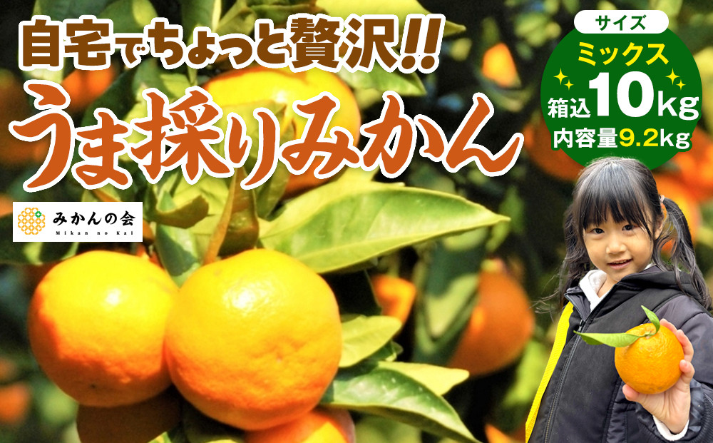 みかん&nbsp;うま採り&nbsp;箱込約&nbsp;10kg（内容量9.2kg）&nbsp;光センサー選別&nbsp;みかんの会厳選&nbsp;サイズミックス&nbsp;和歌山県産&nbsp;産地直送&nbsp;【みかんの会】［2025年11月中旬より順次出荷予定］