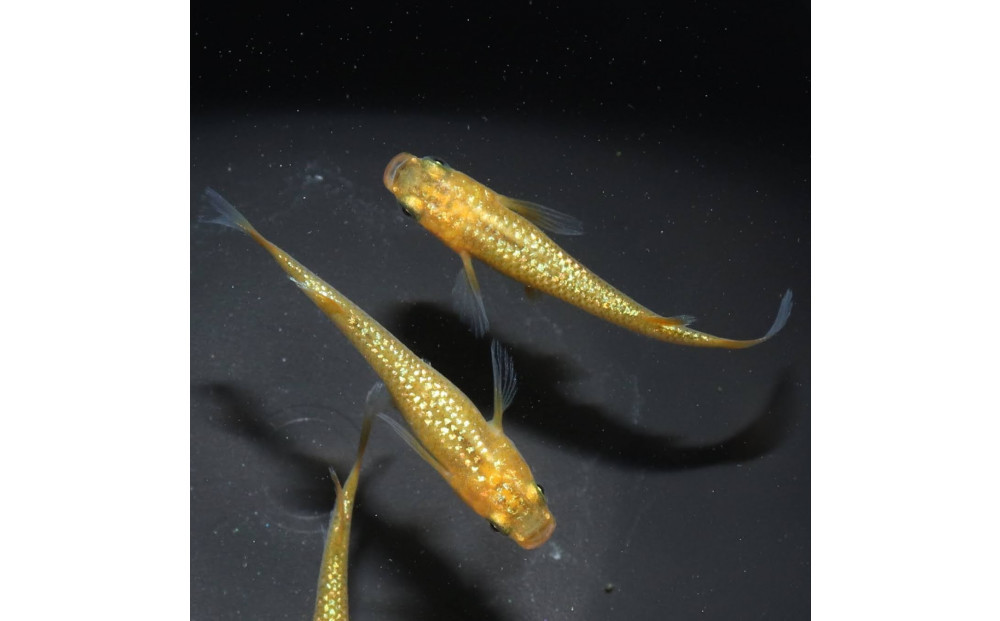 メダカ(レクリス)　1ペア&nbsp;メダカ屋えん&nbsp;横浜市