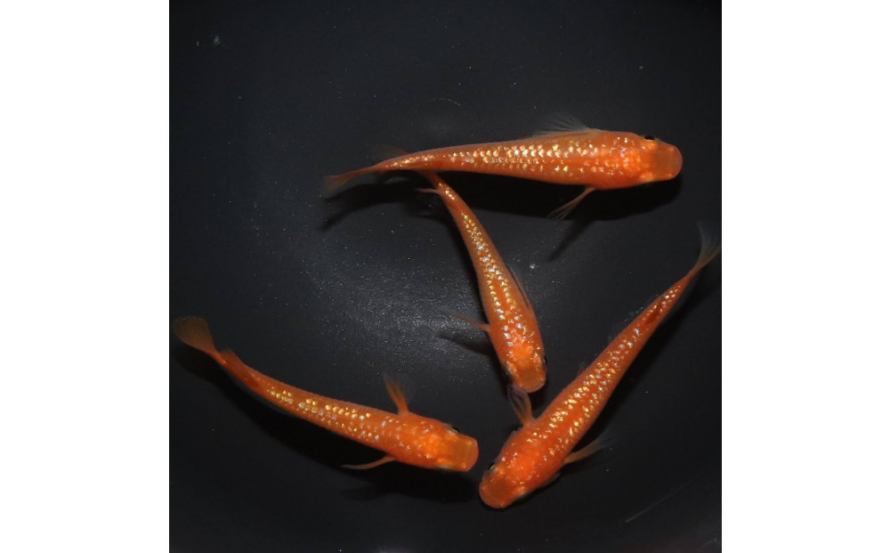 メダカ(紅華)　1ペア&nbsp;メダカ屋えん&nbsp;横浜市