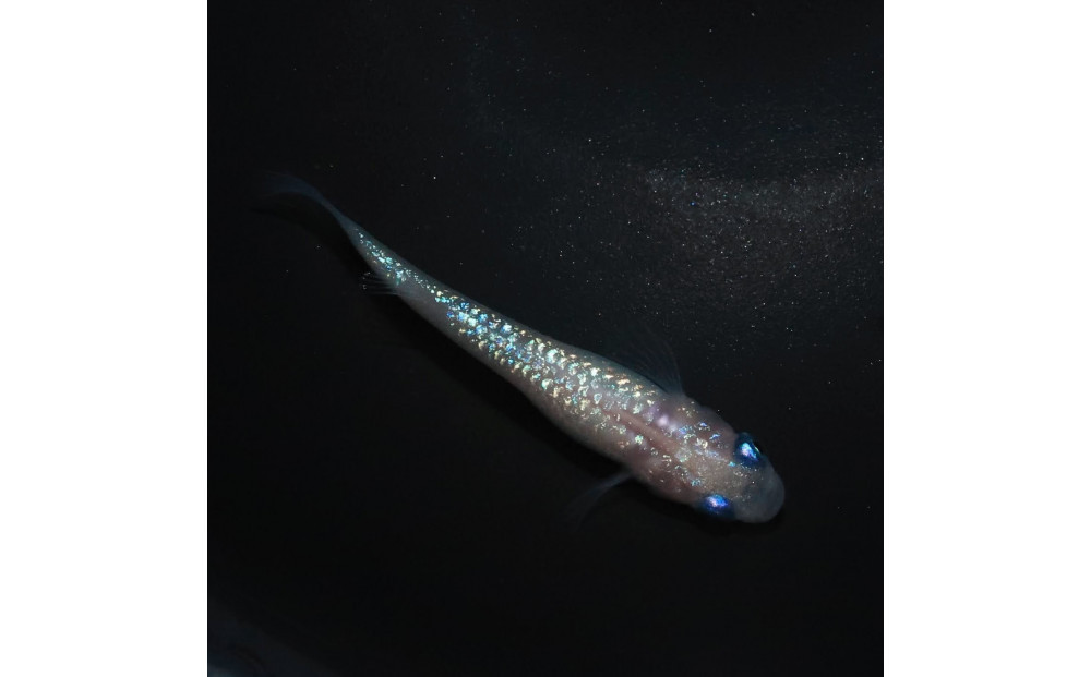 メダカ(ピンクサファイア)　1ペア&nbsp;メダカ屋えん&nbsp;横浜市