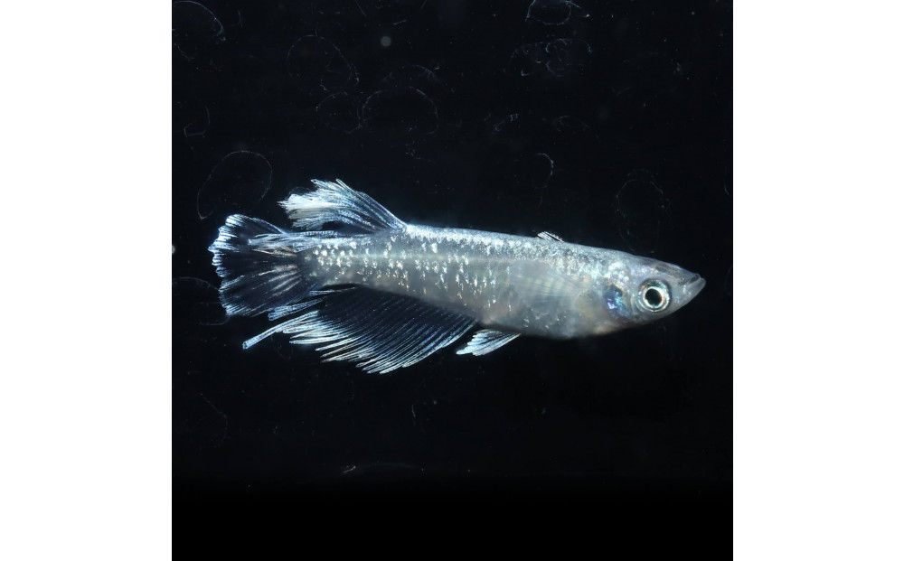 メダカ(レーヴ)　1ペア&nbsp;メダカ屋えん&nbsp;横浜市