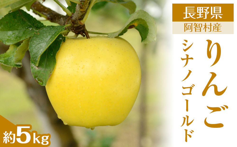 【令和7年11月上旬～順次発送】南信州阿智村　りんご（シナノゴールド）約5kg｜  果物 フルーツ 林檎 リンゴ 信州 長野