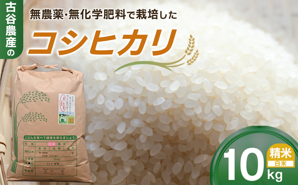 【令和6年産米】古谷農産の無農薬・無化学肥料で栽培したコシヒカリ（精米10キロ） ｜米 コメ 訳あり 白米 10kg コシヒカリ こしひかり 農家直送 産地直送 産直