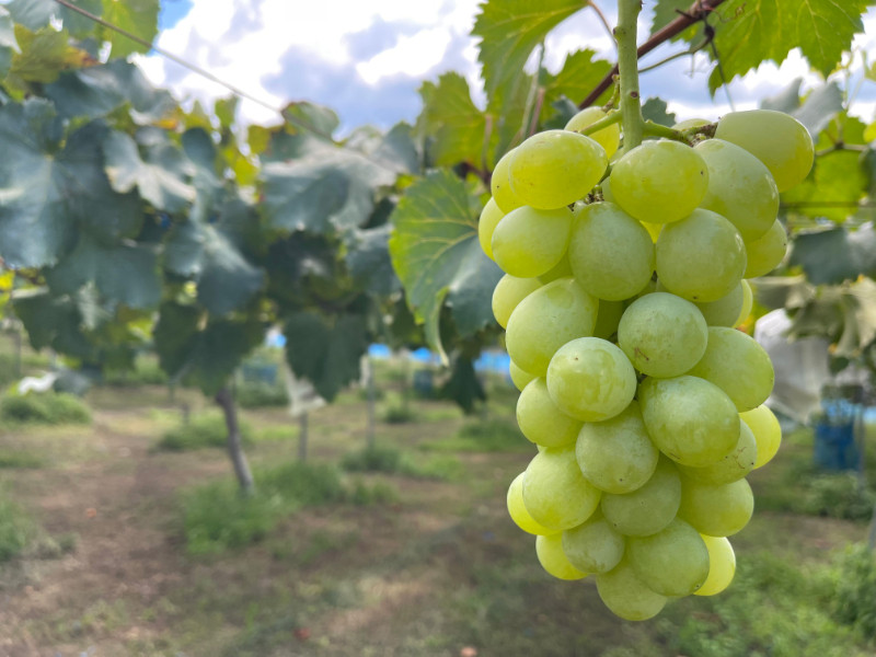 ［先行予約］和歌山&nbsp;有田産&nbsp;マスカットオブアレキサンドリア&nbsp;約1kg&nbsp;2～3房&nbsp;［2026年8月下旬より順次発送予定］