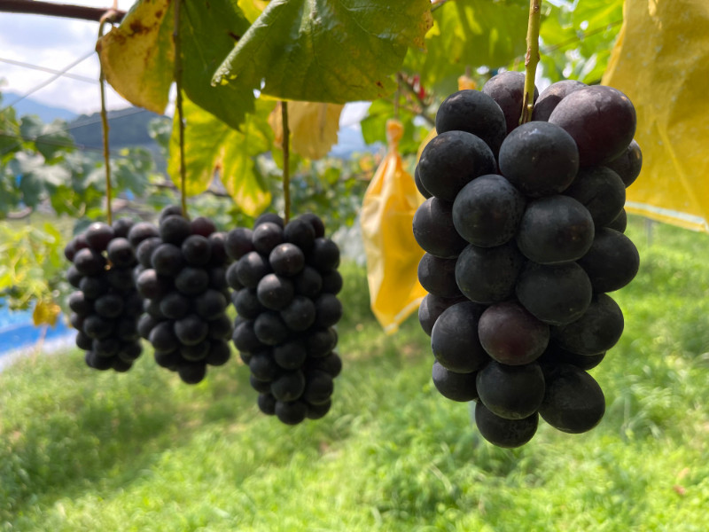 ［先行予約］和歌山&nbsp;有田産&nbsp;種なし&nbsp;BKシードレス&nbsp;約1kg&nbsp;2～3房&nbsp;［2026年8月下旬より順次発送予定］