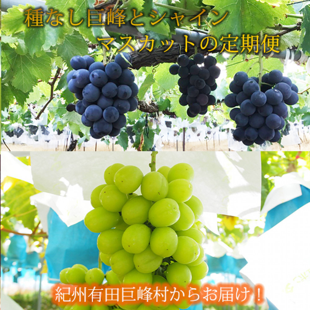 定期便 8・9月発送 紀州有田産旬のぶどうセット（種なし巨峰×約2kg・シャインマスカット×約2kg）