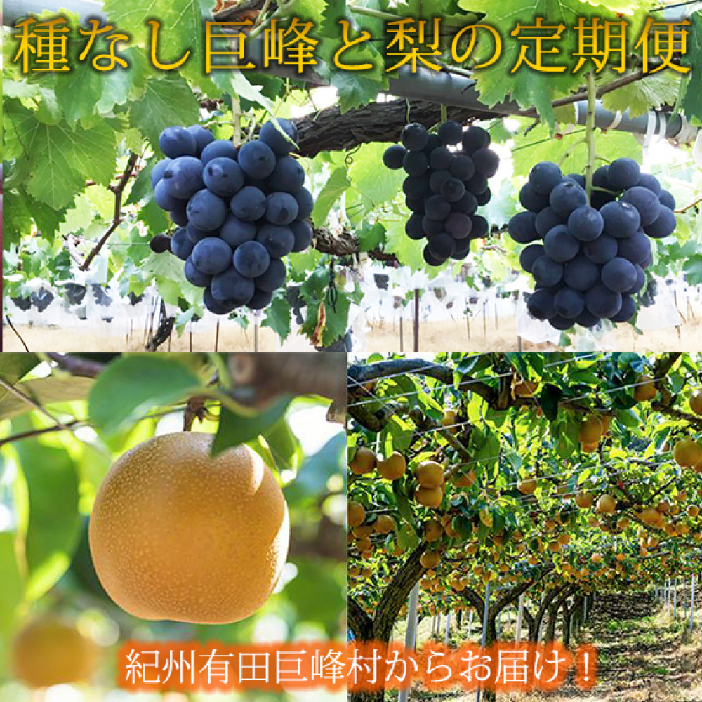 定期便 8・9月発送 紀州有田産旬のフルーツセット（種なし巨峰×約2kg・梨×約2kg 化粧箱入）