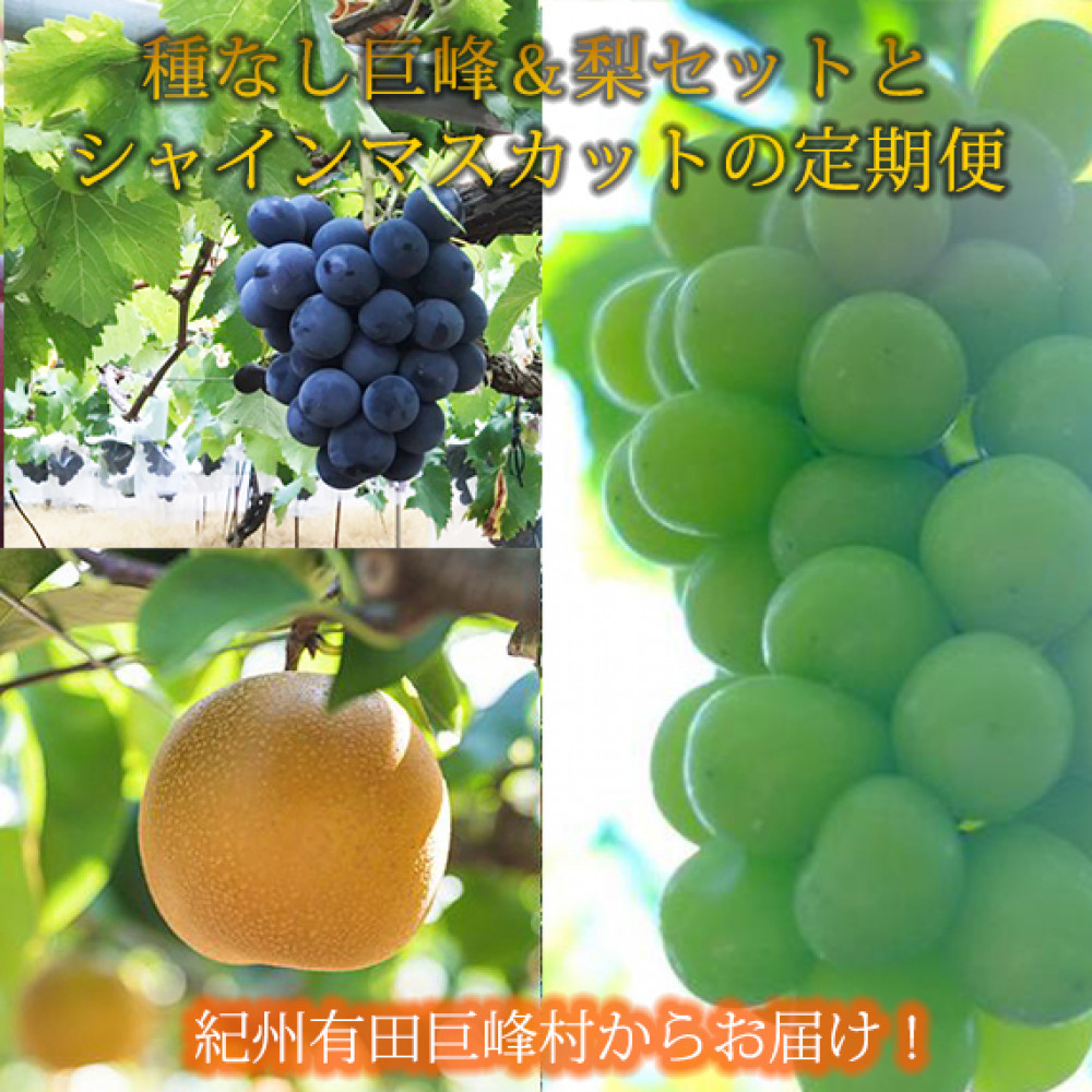 定期便 8・9月発送 紀州有田産旬のフルーツセット（種なし巨峰＆梨セット×計約2kg・シャインマスカット×約2kg）