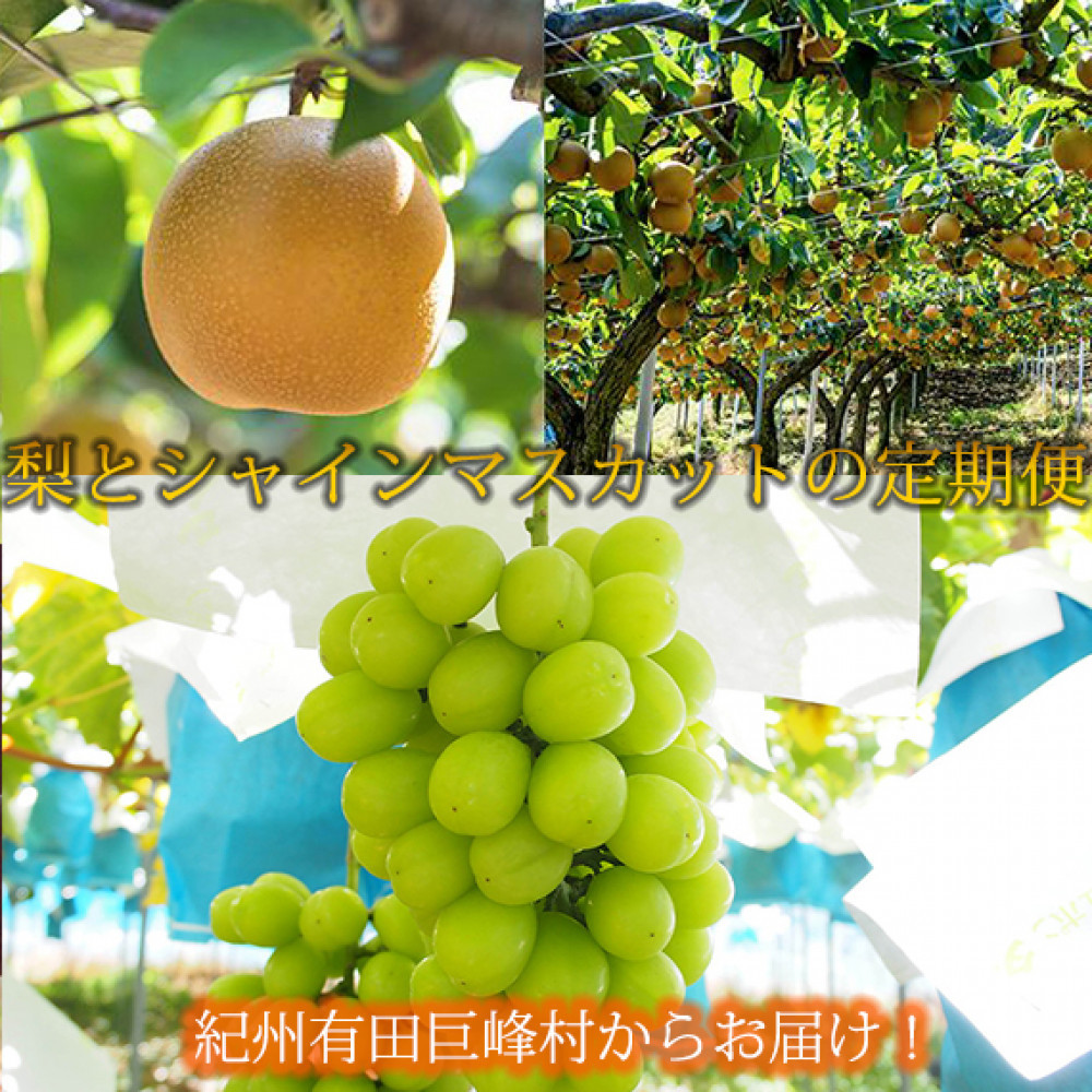 定期便 8・9月発送 紀州有田産旬のフルーツセット（梨×約2kg  化粧箱入・シャインマスカット×約2kg）