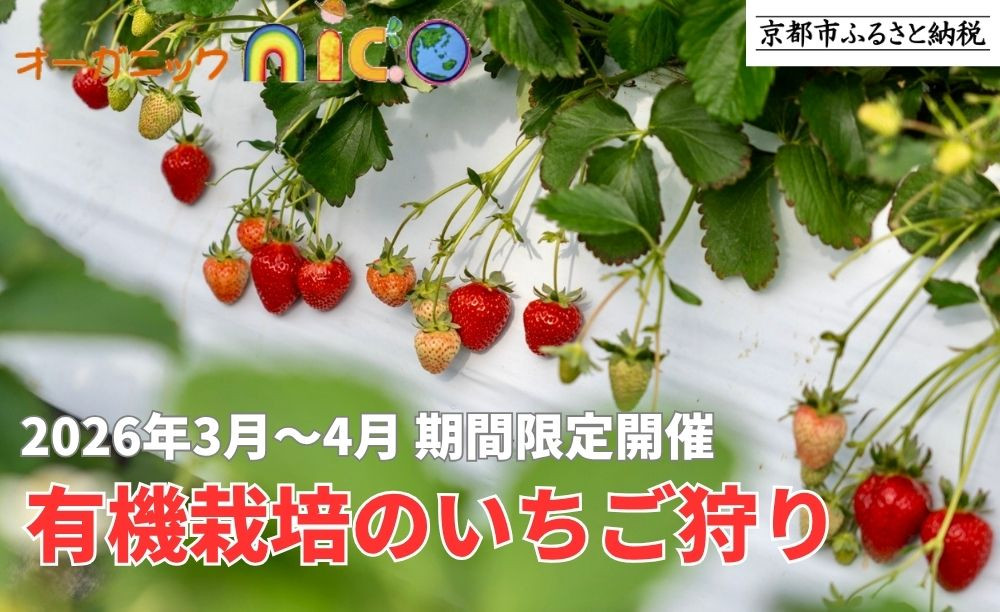 【オーガニックnico】有機栽培のいちご狩り1名分(2026年3月～4月開催)｜京都&nbsp;大原野&nbsp;いちご&nbsp;食べ放題&nbsp;人気&nbsp;おすすめ&nbsp;[&nbsp;有機いちご&nbsp;40分いちご狩り＋お土産付き&nbsp;幼児は無料&nbsp;人気&nbsp;おすすめ&nbsp;果物&nbsp;フルーツ&nbsp;フルーツ狩り&nbsp;ふるさと納税&nbsp;]
