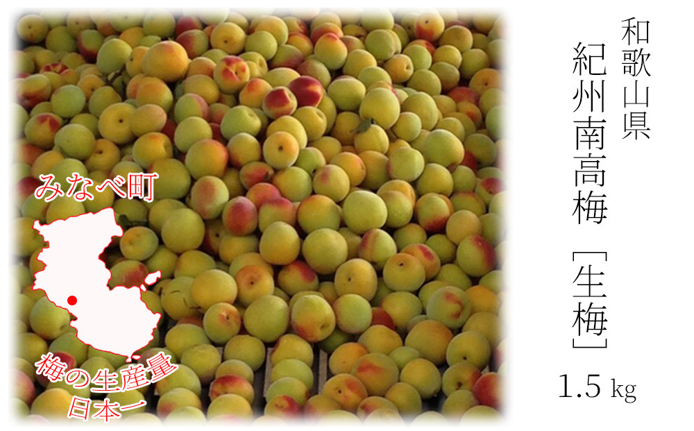［先行予約］紀州産&nbsp;完熟南高梅&nbsp;生梅&nbsp;1.5kg［2026年発送分］hjumys024