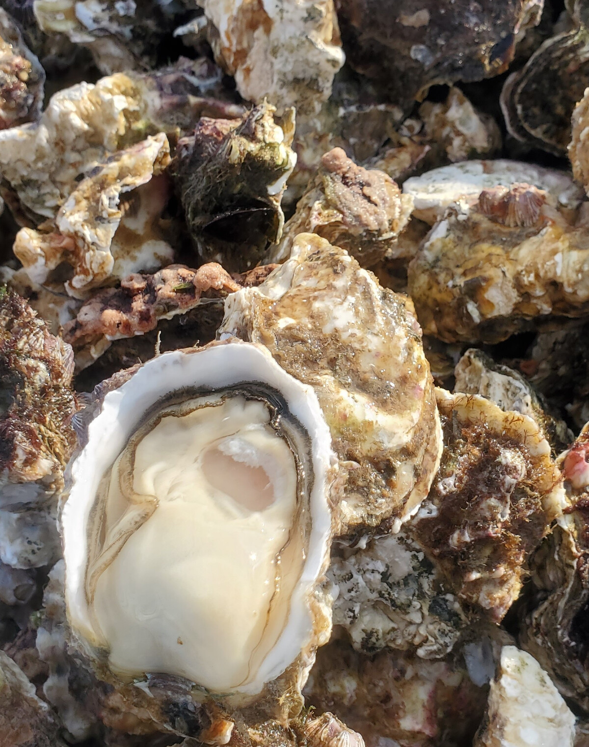 和歌山 塩津 牡蠣 殻付き 加熱用 サイズ 無選別 約1.5kg 冷蔵 【2026年4月～6月頃発送予定】