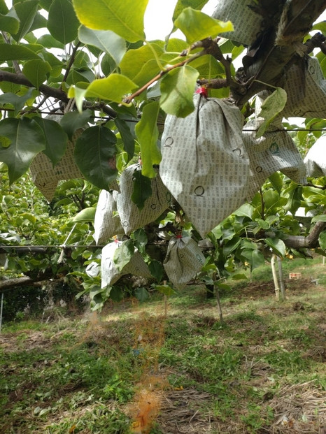 訳あり 鳥取県産 新興 梨 5kg