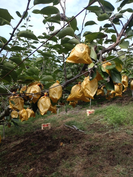 訳あり 鳥取県産 王秋 梨 5kg