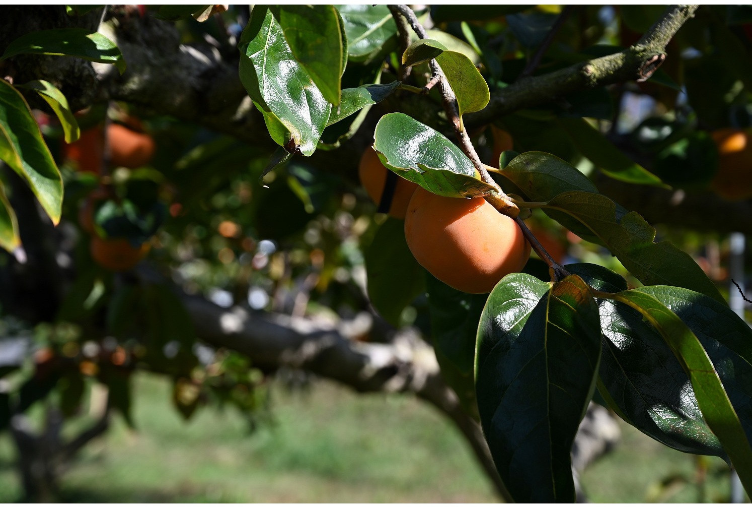 【先行予約：2025年11月中下旬～発送】&nbsp;富有柿&nbsp;「訳あり」採れたて産地直送「ご家庭用」&nbsp;Lサイズ28個入【岐阜県大野町産】