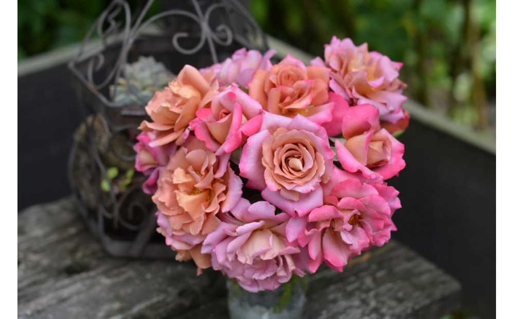 【先行受付】バラ鉢苗　ドレープ【2026年4月下旬より発送】河本バラ園