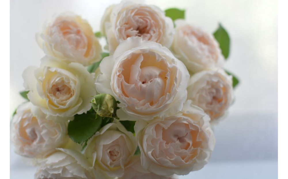 【先行受付】バラ鉢苗　ミエル・ドゥ・フォレ【2026年4月下旬より発送】河本バラ園