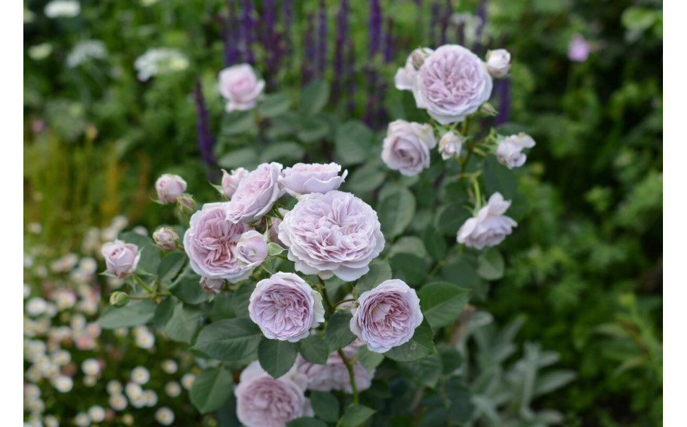 【先行受付】バラ鉢苗　ル・ソワール【2026年4月下旬より発送】河本バラ園