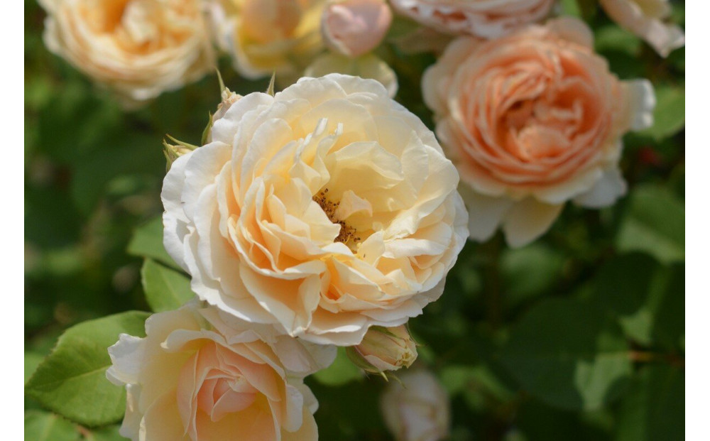 【先行受付】バラ鉢苗　アンナ・フェンディ【2026年4月下旬より発送】河本バラ園