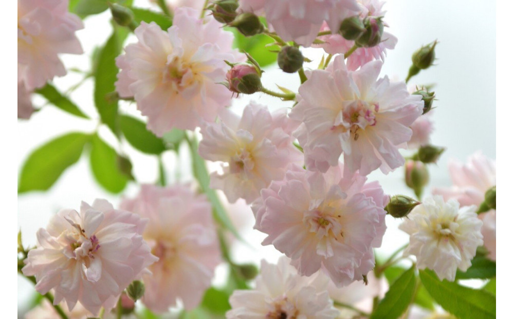 【先行受付】バラ鉢苗　ブリーズ・パルファン【2026年4月下旬より発送】河本バラ園