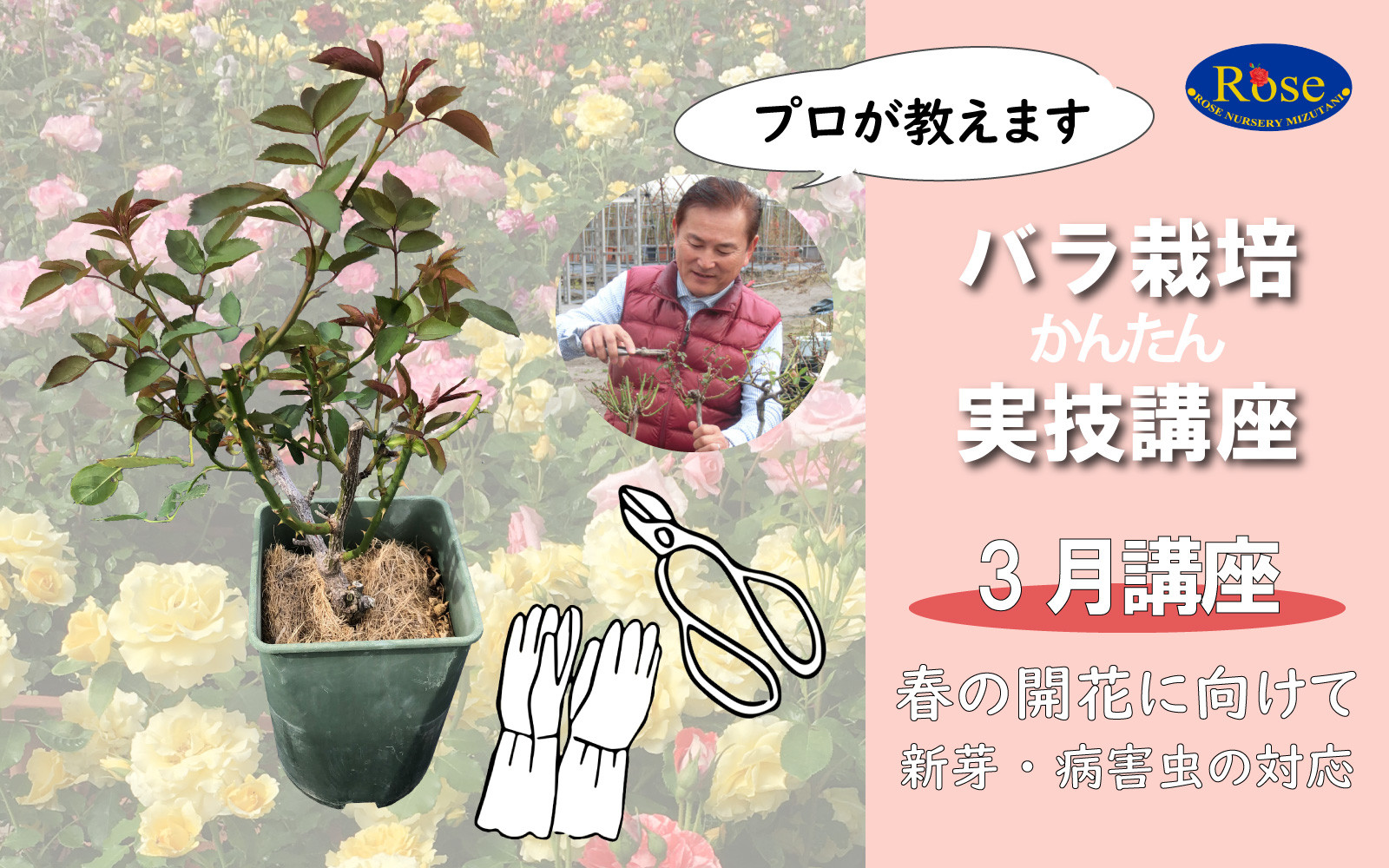 プロが教えるバラ栽培実技講座【3月：新芽の対応・病害虫の対応】
