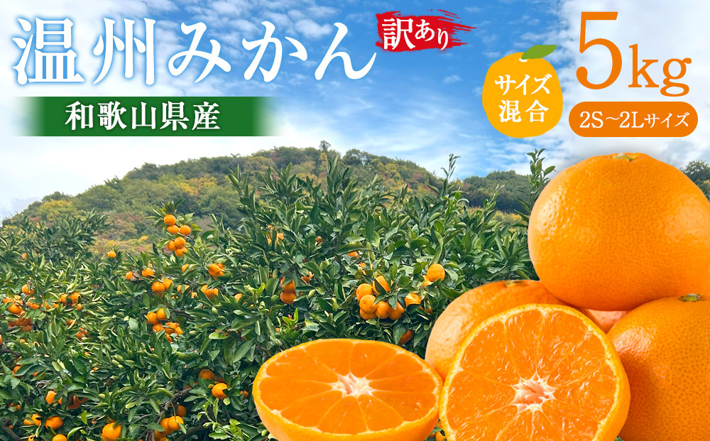 訳あり&nbsp;温州みかん&nbsp;約5kg&nbsp;2S～2Lサイズ混合［2026年11月より順次発送予定］