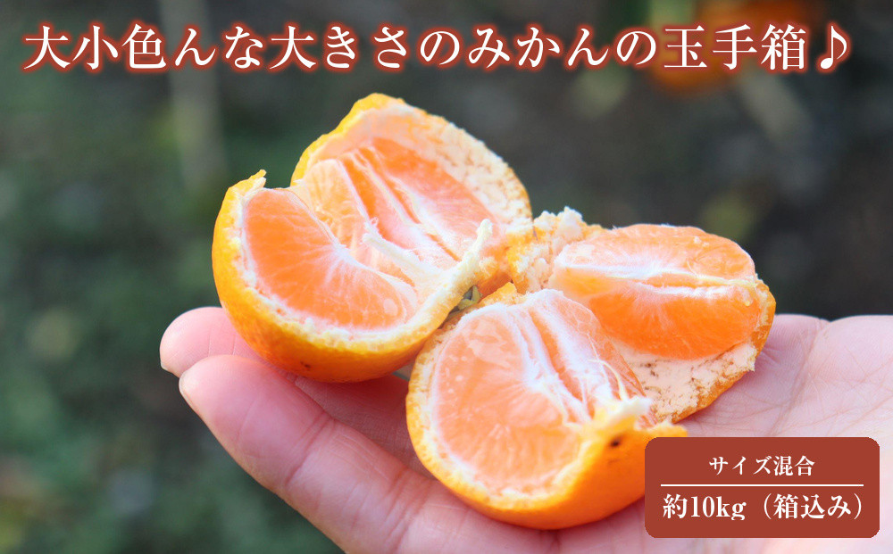12/25までにご入金確認分は年内発送確定！開けてびっくり！大小色んな大きさのみかんの玉手箱！箱込み約10kg（2S～3L以上サイズ混合）