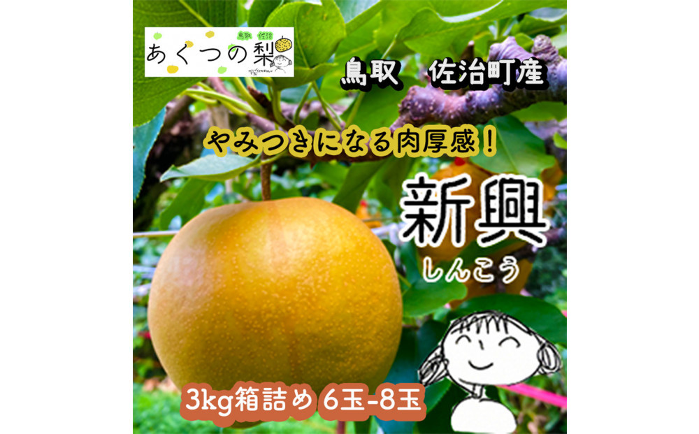 新興梨&nbsp;3kg箱詰め(鳥取県佐治町産)&nbsp;[あくつの梨]