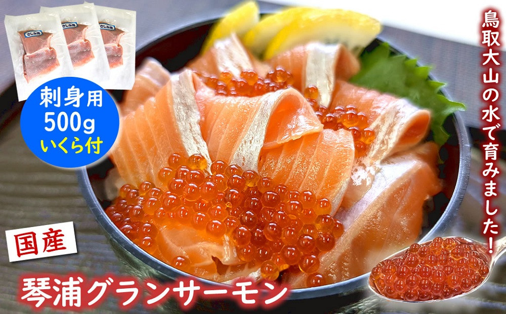 薬剤未使用で安心　国産とっとり琴浦グランサーモン刺身用500g&nbsp;いくら付&nbsp;訳あり&nbsp;小分け個包装で便利