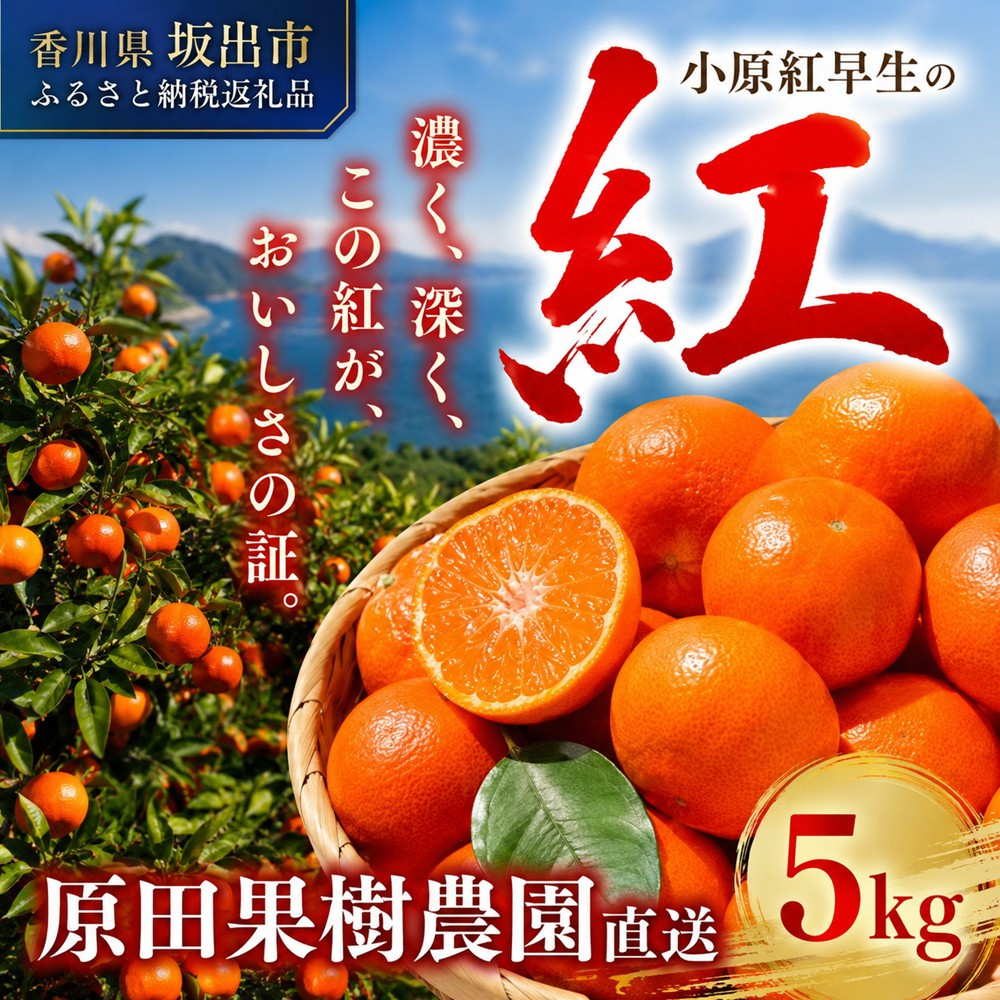 原田果樹農園直送！&nbsp;小原紅早生みかん&nbsp;約5kg（S~Mサイズ混合）数量限定