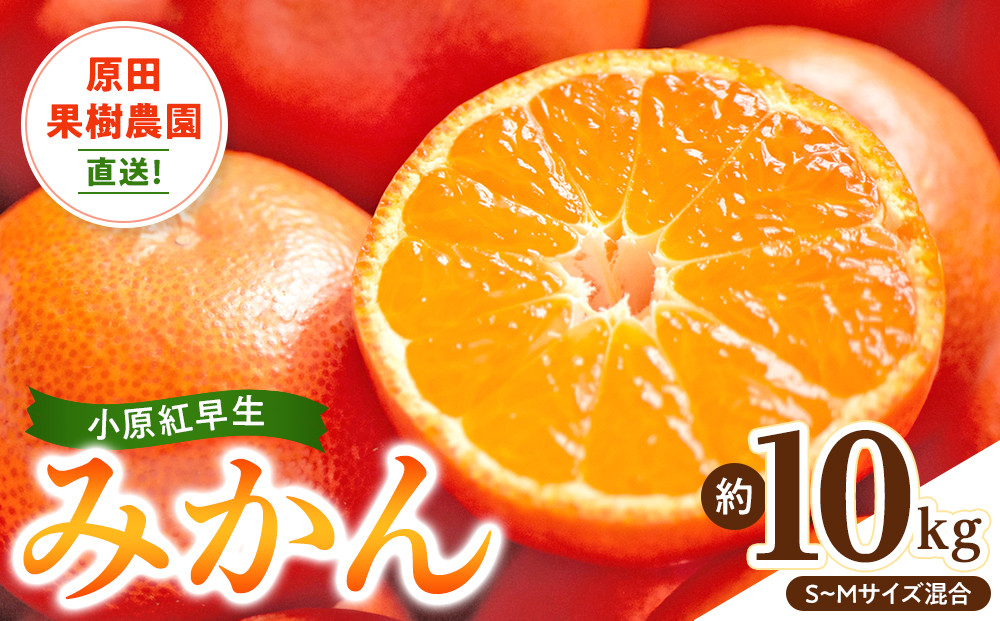 原田果樹農園直送！&nbsp;小原紅早生みかん&nbsp;約10kg（S~Mサイズ混合）数量限定