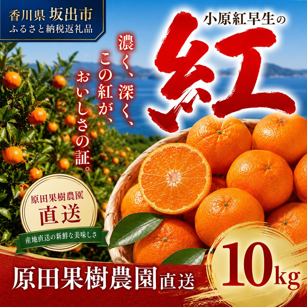 原田果樹農園直送！&nbsp;小原紅早生みかん&nbsp;約10kg（S~Mサイズ混合）数量限定