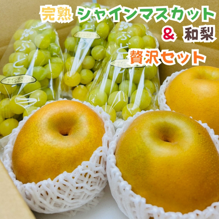 ［先行予約・2026年発送］朝採れ完熟シャインマスカットと和梨 贅沢セット 約3kg