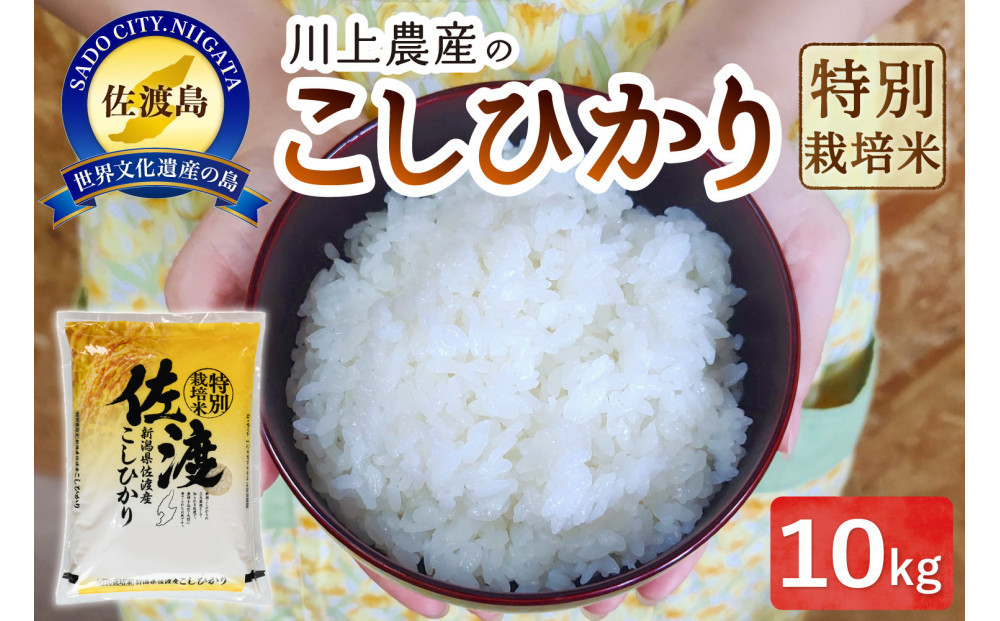 【レビューキャンペーン実施中！】令和7年産&nbsp;佐渡&nbsp;川上農産のコシヒカリ（10kg）