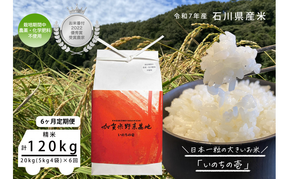 【6ヶ月定期便】【お米番付優秀賞受賞農家】日本一粒の大きいお米『いのちの壱』白米20kg×6回