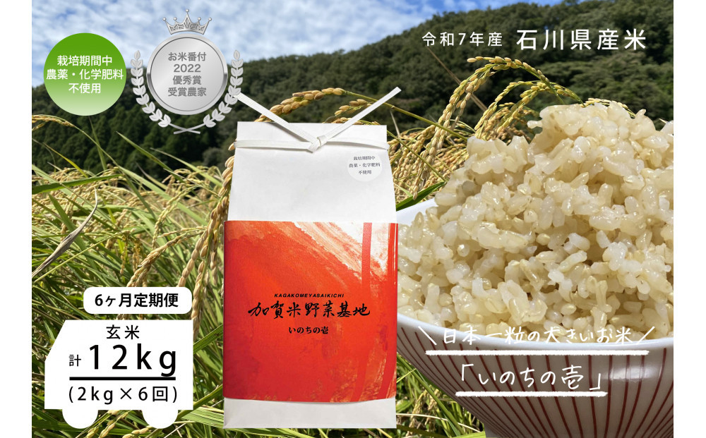 【6ヶ月定期便】【お米番付優秀賞受賞農家】日本一粒の大きいお米『いのちの壱』玄米2kg×6回