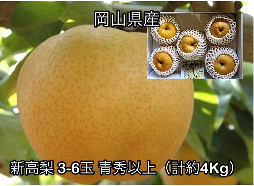 【2026年発送】岡山県産 新高梨 3～6玉 青秀以上 (計約4.0kg)化粧箱入り