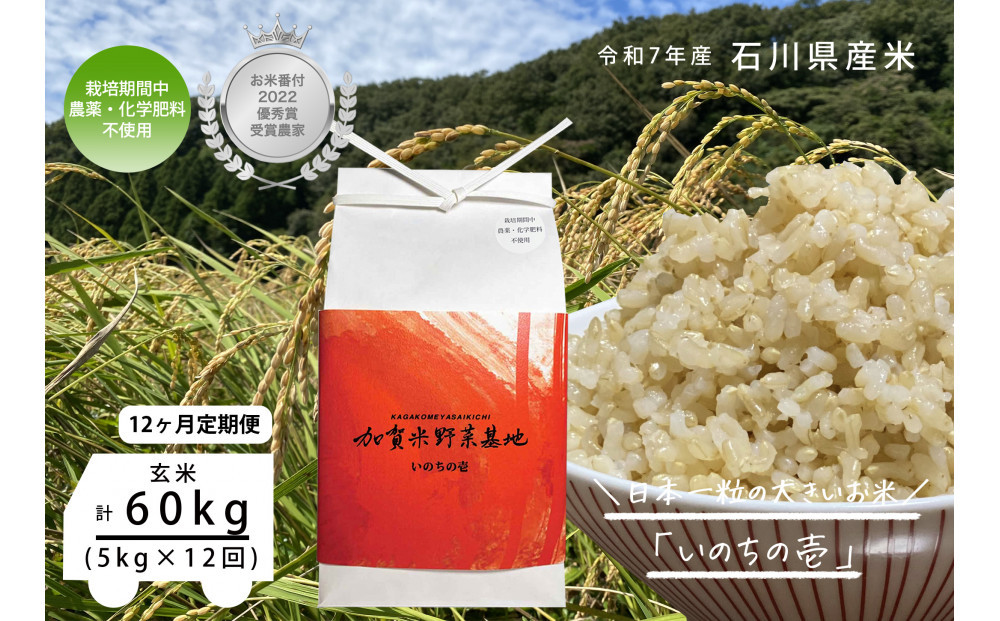 【12ヶ月定期便】【お米番付優秀賞受賞農家】日本一粒の大きいお米『いのちの壱』玄米5kg×12回